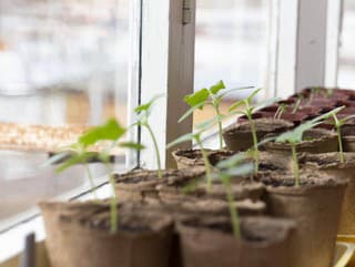 VIDEOTIP Pomôžte slabým priesadám,