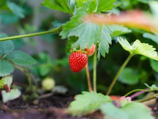 VIDEOTIP Jarná starostlivosť o jahody: Ovplyvní letnú úrodu – na toto by ste nemali zabudnúť!