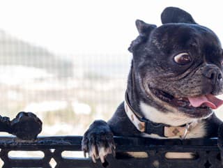 Taký psí život by