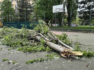 Pád stromu v Bratislave