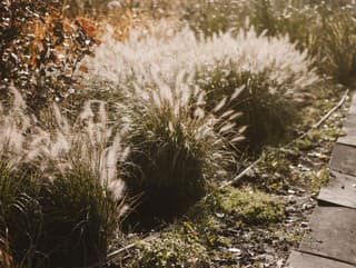 Vypestujte si hit tejto