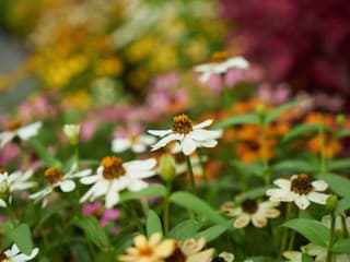 VIDEOTIP Inšpiratívny trvalkový záhon