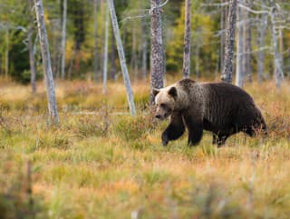 Ďalší útok medveďa: Na východe Slovenska vyčíňal len kúsok od rodinných domov! Domáci majú obavy