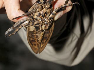 V turistických destináciách spozorovali obrovský hmyz: Zabíja iné zvieratá, ľudí bolestivo hryzie