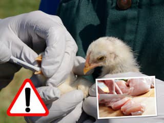 V USA prepukla vtáčia chrípka: Vírus našli v mlieku, odborníci vydali odporúčania, ako sa vyhnúť nakazeniu