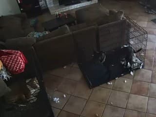 Ženu vydesili zábery z bezpečnostnej kamery: Jej štekajúce psy zrazu stíchli a... Niečo sa k nim blížilo!