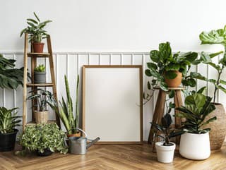 30 rastlín ideálnych do