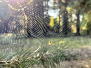Európe hrozí invázia nových nebezpečných pavúkov! Prenášajú choroby a môžu byť jedovaté