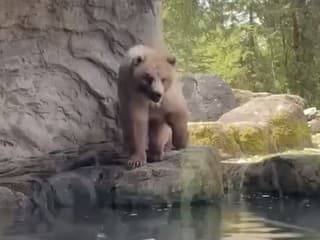 Detská oslava v zoo sa premenila na masaker: Pri pohľade na medvedí výbeh návštevníci lapali po dychu!