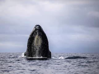 Vedci počúvajú veľryby a snažia sa pochopiť ich reč: Je to ako zažiť iný svet