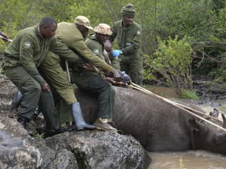 Krutý ústupok pytliakom: Veterinári odrezávajú nosorožcom rohy, aby ich zachránili