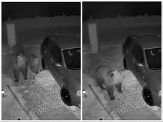 Po zhliadnutí bezpečnostných kamier zostali v šoku! VIDEO Na dvore sa im prechádzali štyri medvede