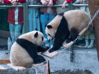 Návštevníci zoo sú pobúrení: Namiesto mláďat pandy našli vo výbehu... Toto je vrchol, veď pozrite!
