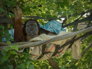 Orangutan si zranenie ošetril