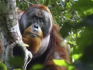 Úžasné pozorovanie vedcov: Orangutan si otvorenú ranu ošetril liečivou rastlinou