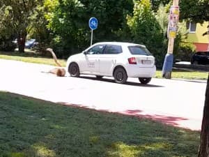 Šokujúce VIDEO z Prešova: Po ulici behala nahá žena! Vodičom sa hádzala rovno pod kolesá
