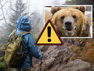Viete ako sa vyhnúť stretu s medveďom a čo robiť v prípade útoku? Tieto rady odborníkov vás môžu zachrániť!