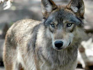 Ľudský omyl: Európu trápi rastúca populácia krížencov vlka a psa
