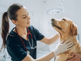 Veterinárka sa ocitla v centre manželského konfliktu: V bruchu psa našla dôkaz mužovej nevery! Čistý bizár