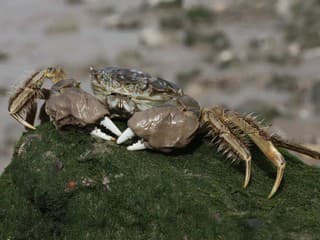 Hrozivý cudzinec: Kraby čínske pôsobia v európskych riekach doslova spúšť