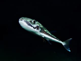 Štvorzubec striebropásy