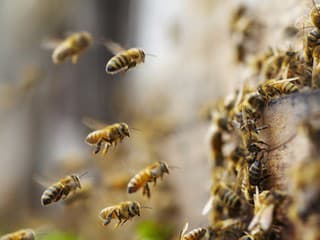 Málo známy fakt o včelách vás šokuje: Toto sa s nimi deje počas horúčav! Veď to je hotové utrpenie