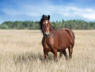 Koľko konských síl má