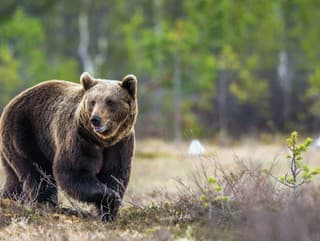 Medveď roztrhal lesnú zver v blízkosti domov! Obec varuje: Zábery nie sú vhodné pre citlivé povahy