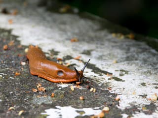 VIDEOTIP Bojujete neúspešne proti