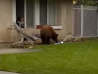 Miestnych obyvateľov vydesil odvážny medveď: Vlámal sa do domu a... Toto by ste ani vo sne nečakali!