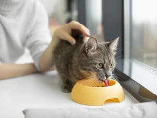 Kde robíme pri kŕmení