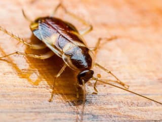 Obľúbené letovisko zamoril tento nepríjemný hmyz: Dovolenkári sú v strehu, hmyz prenáša baktérie a vírusy!