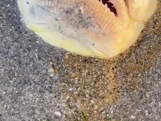 Ľudí vydesilo hrôzostrašné VIDEO ryby číhajúcej v piesku: Veď má oči ako človek! A tie zuby...