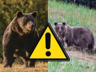 Medveď ZAÚTOČIL, ale Zásahový