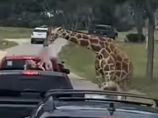 Žirafa zdvihla batoľa z auta.