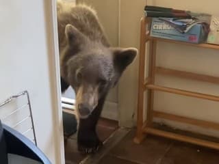 Medveď vystrašil nič netušiace muža: Vošiel priamo do jeho kuchyne! Desivé VIDEO, od strachu by ste sa...