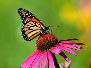 Unikátna atrakcia: Na Slovensku otvorili najväčšiu motýliu záhradu v strednej Európe