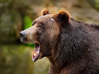 Ďalší ÚTOK medveďa, napadol človeka! Polícia vyzýva obyvateľov, aby nevstupovali do lesov
