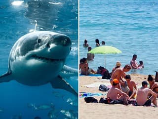 Panika v turistickom raji: VIDEO Na pláži sa objavil obrovský žralok, ľudia kričali a bežali od strachu!
