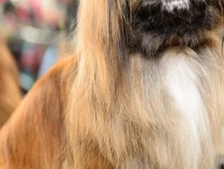 Toto je najškaredší pes na svete: Chudák, pozrite na tú tvár! Znetvorila mu ju nepekná choroba