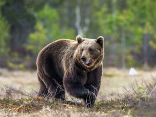 AKTUÁLNE V šiestich okresoch Žilinského samosprávneho kraja odvolali mimoriadnu situáciu pre výskyt medveďa