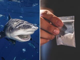 Vedci testovali žraloky na