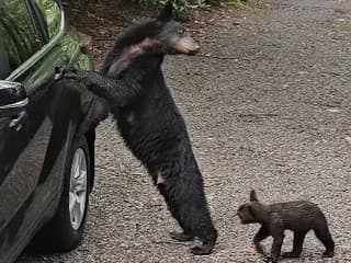 VIDEO Medvedica s mláďatami