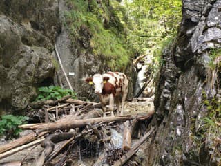 Neobvyklá návšteva so smutným