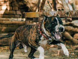 Strašidelný útok pitbula NEĎALEKO