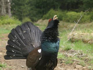 Ochranári žiadajú zákaz ťažby