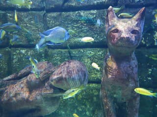 Pri Kanárskych ostrovoch objavili