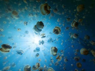 Španielske letoviská trápia medúzy,