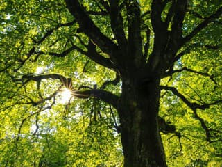 KVÍZ Spoznáte strom iba