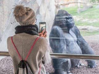 VIDEO Pravidelná návštevníčka zoo sa usmiala na gorilu: To, čo nasledovalo, je len pre silné žalúdky!